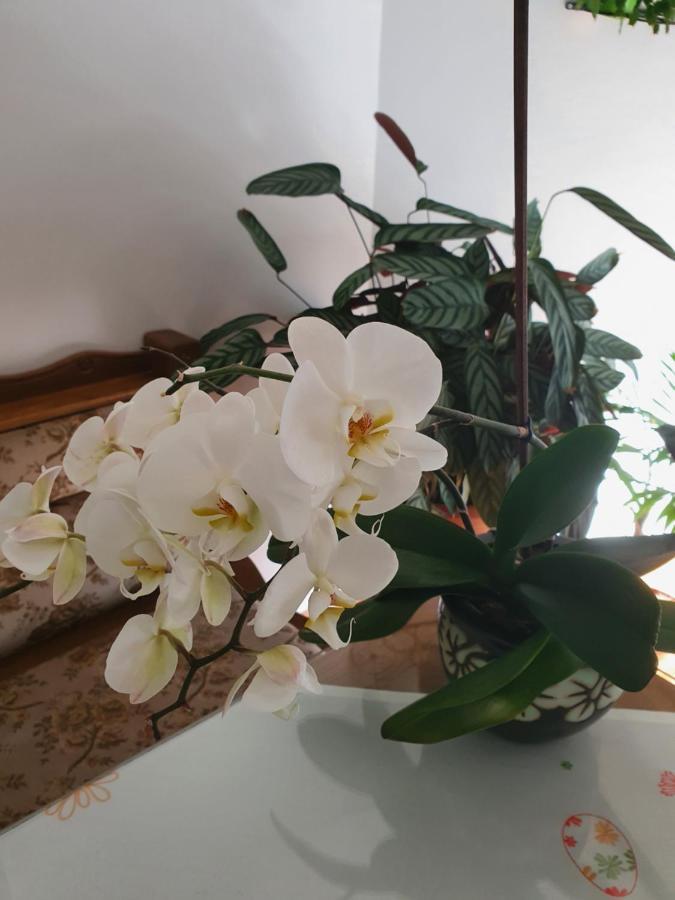 Apartman Noa 克宁 外观 照片